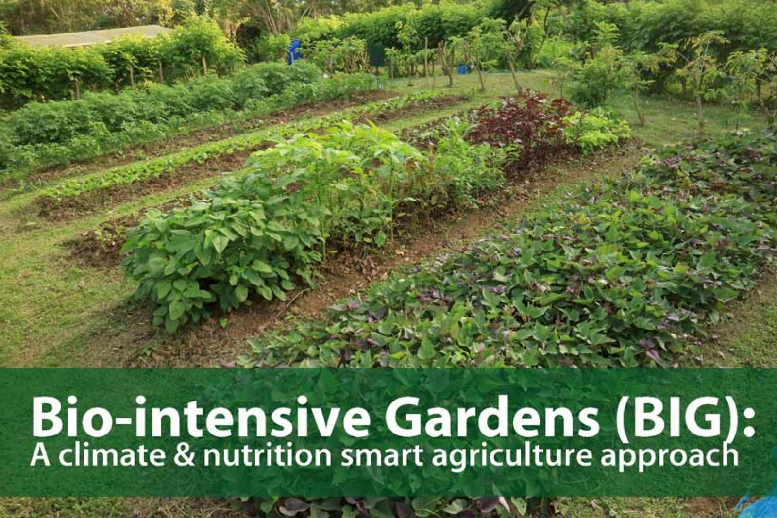 Date_2017-02 - BIO-INTENSIVE GARDENS (BIG)_ A CLIMATE & NUTRITION SMART AGRICULTURE APPROACH