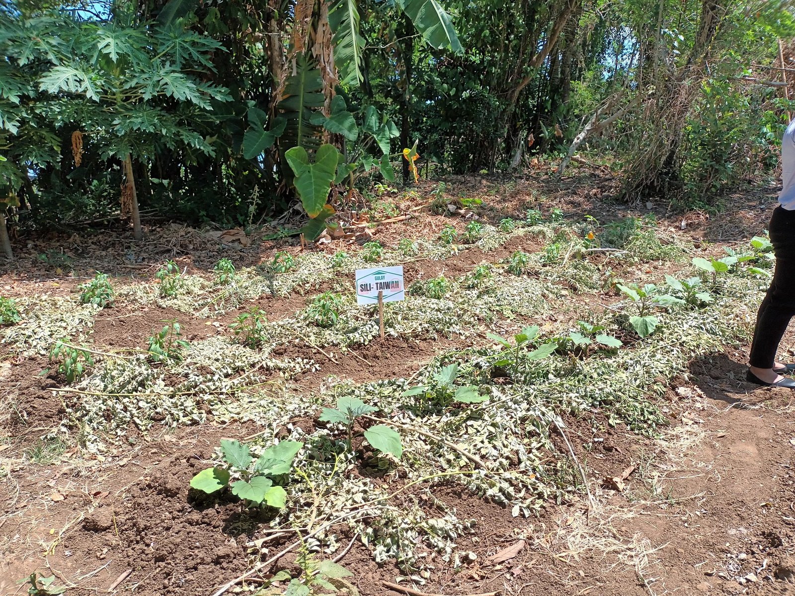 475781103_591969680274792_3840914932397811943_n